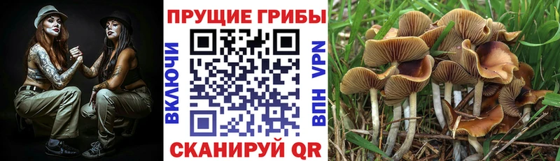 Галлюциногенные грибы Cubensis  MEGA   даркнет клад  Куртамыш 